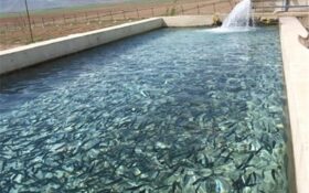 تولید بیش از ۱۶۰ میلیون قطعه بچه ماهی در گیلان