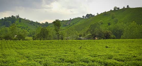 ۷۰۰ متر باغ چای توسط بانوی گیلانی وقف شد