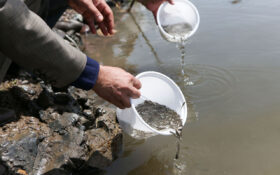 ۳۰۰ جفت ماهی مولد برای تکثیر در استخرهای ساحلی انزلی رها سازی شد