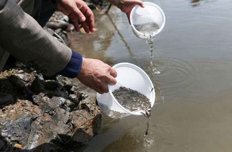 ۳۰۰ جفت ماهی مولد برای تکثیر در استخرهای ساحلی انزلی رها سازی شد