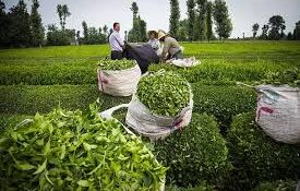بهای خرید چای در کشور ۳۰ درصد افزایش یافت