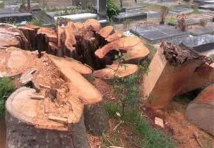 جزییات بیشتر قطع یک درخت خطرساز در روستای کیسم آستانه اشرفیه