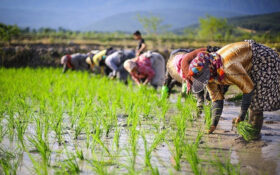 افتخار کردن به آبیاری مزارع ‌برنج با آب باران/ امسال از کشاورزان آب بها نگیرید!