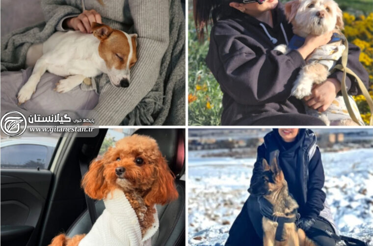 افزایش نگران کننده سگ گردانی و سگ بازی در گیلان/ از عادی شدن حدود شرعی و اخلاقی تا شیوع بیماری‌های خطرناک