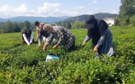 افزایش ۹ درصدی تولید برگ سبز چای در لاهیجان