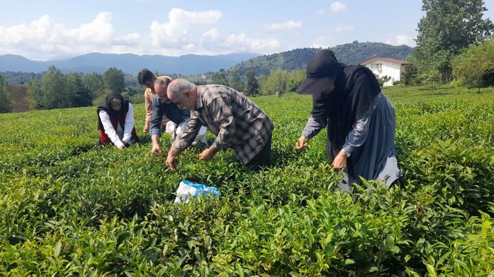 افزایش ۹ درصدی تولید برگ سبز چای در لاهیجان افزایش ۹ درصدی تولید برگ سبز چای در لاهیجان